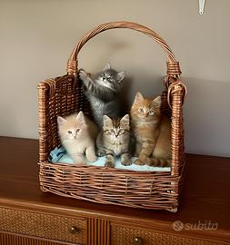 Gattini Siberiani Ipoallergenici