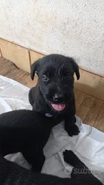 Cuccioli pastore belga Malinois x schnauzer gigant