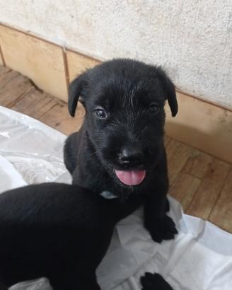 Cuccioli pastore belga Malinois x schnauzer gigant