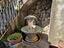 Immagine 29