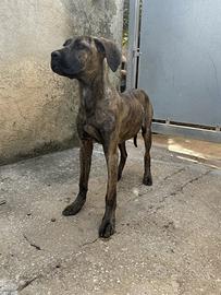 Cucciola di 6 mesi