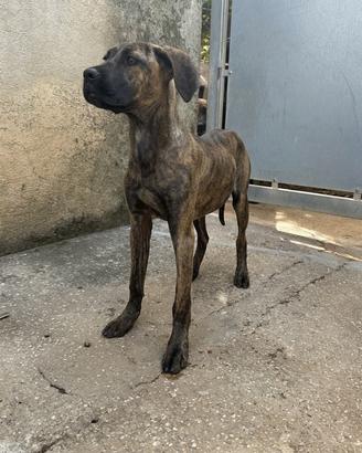 Cucciola di 6 mesi