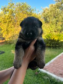 Cuccioli di pastore tedesco