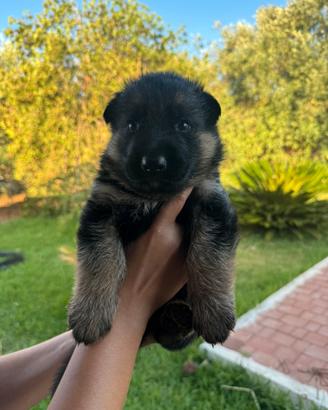 Cuccioli di pastore tedesco