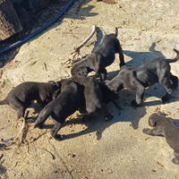 Cuccioli Cane Corso