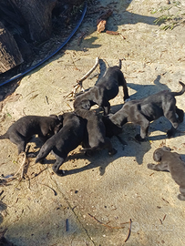 Cuccioli Cane Corso