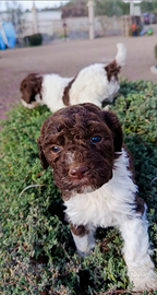 Lagotto Romagnolo X Capodanno