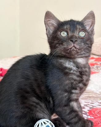 Cuccioli pura razza Bengala 