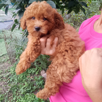 Barboncino Toy. Rosso