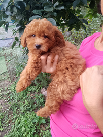 Barboncino Toy. Rosso