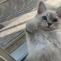 Siberiani neva masquerade