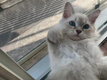 Siberiani neva masquerade