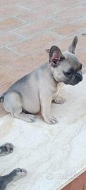 Bulldog francese 