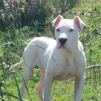 Cucciolo di Dogo argentino