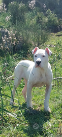 Cucciolo di Dogo argentino