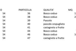 Bosco di 6424 M² che costeggia la strada asfaltata