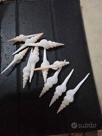 Conchiglie da mie collezioni