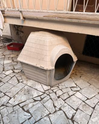 Cuccia grande