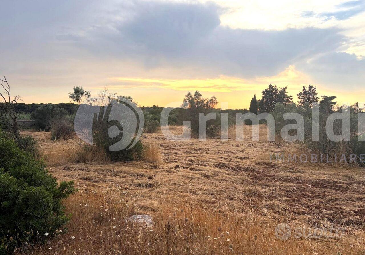 Uliveto a Gallipoli - Vista 2