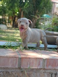 Pitbull tricolor e blue nose