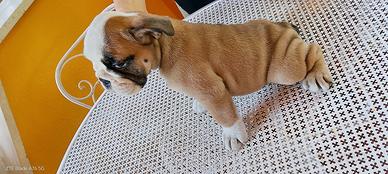 Cuccioli bulldog inglese