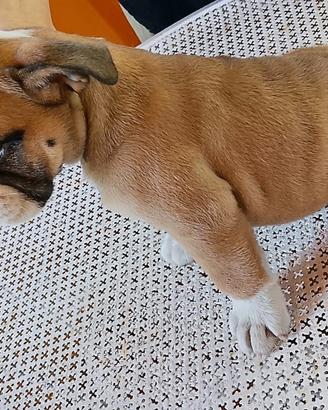 Cuccioli bulldog inglese