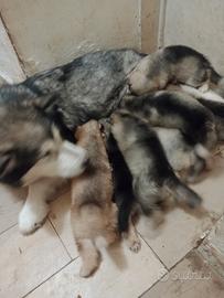 Cuccioli Alaskan Malamute