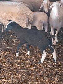 Montone dutchspotted texel 4 r