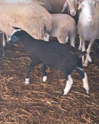 Montone dutchspotted texel 4 r