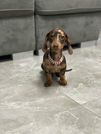 Monta disponibile - bassotto arlecchino kaninchen