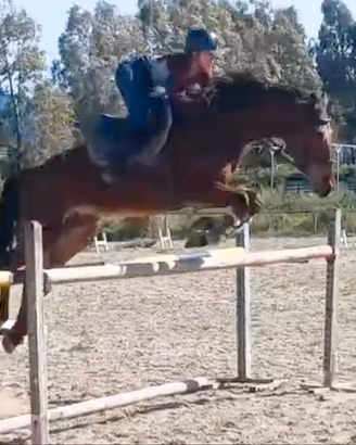 Cavallo da salto