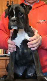 Boxer cucciola