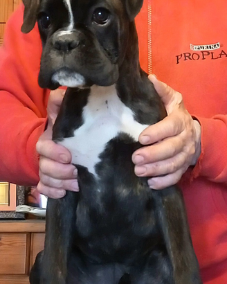 Boxer cucciola