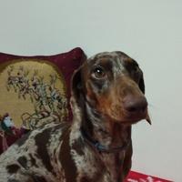 Bassotto arlecchino per monta