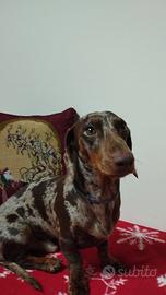 Bassotto arlecchino per monta