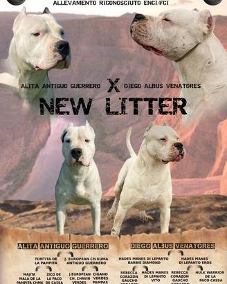 Cuccioli dogo argentino