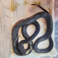 Serpente Black Congo