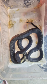 Serpente Black Congo