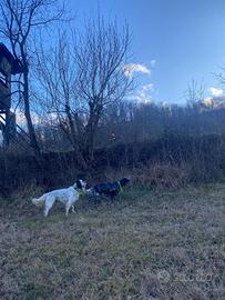 Setter inglesi pronta caccia