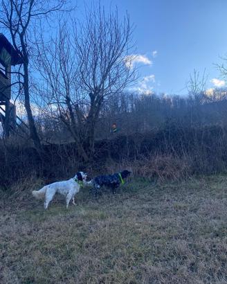 Setter inglesi pronta caccia