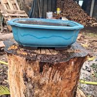 vasi bonsai