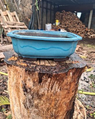 vasi bonsai