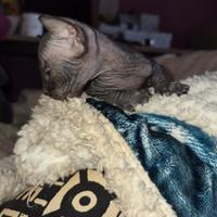 Sphynx pedigree