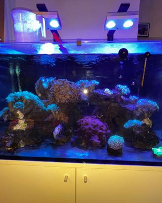 Acquario marino da 300l completo (vivo e tecnica)