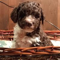 Cuccioli di lagotto