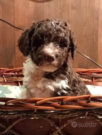 Cuccioli di lagotto