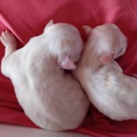 Cuccioli maltesi