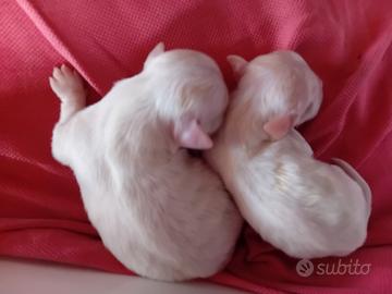 Cuccioli maltesi