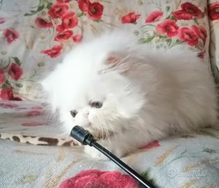 Persiani ed exotic shorthair