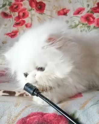 Persiani ed exotic shorthair